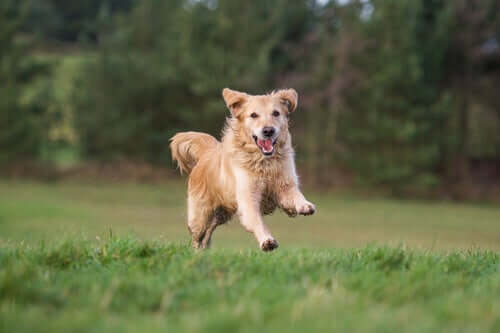 A jumping dog.