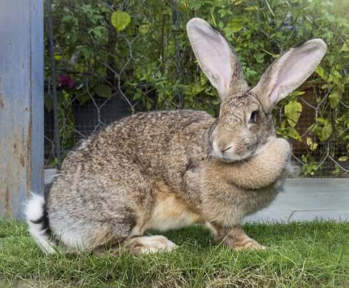 One of the biggest rabbit breeds in the world.