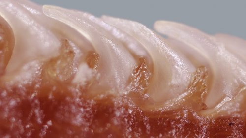 A magnified cat's tongue papillae by Alexis Noel.