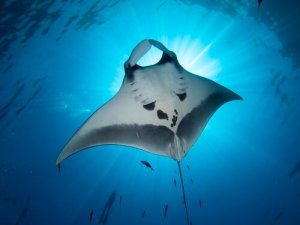 The Manta Ray - Beautiful and Mysterious