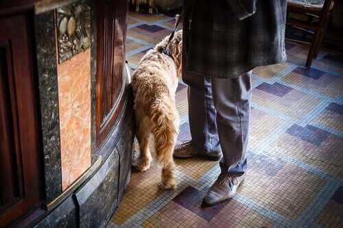 A person and a dog at a bar.