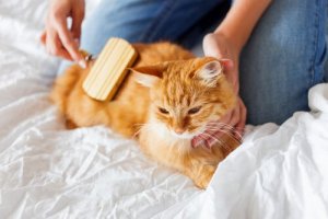 Cat Hairballs - How to Deal with Them
