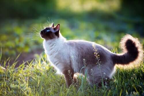 A siamese cat in the yard.