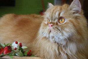 The Most Sociable Cat Breeds to Choose From