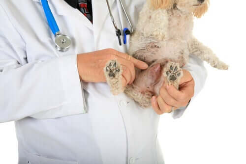 A vet pointing at a dog's genitals.