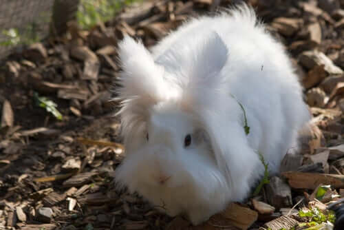An angora rabbit, one the cutest breeds.