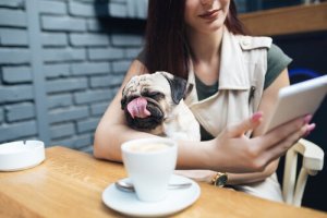 Regulations for Dogs in Public Establishments