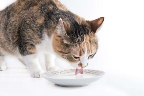 An adult cat drinking milk.