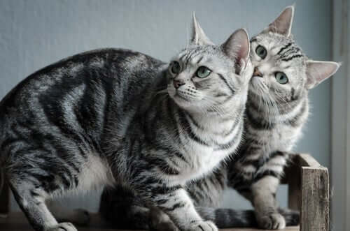 Discover the American Shorthair Cat