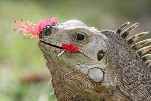 An iguana eating flowers.