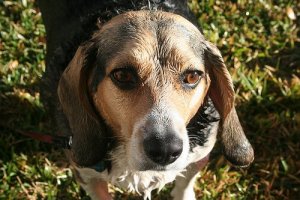 Is It True That Dogs Can Smell Fear?