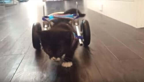 Meet Cassidy, The Kitten Who Walked Again Thanks to New Technologies