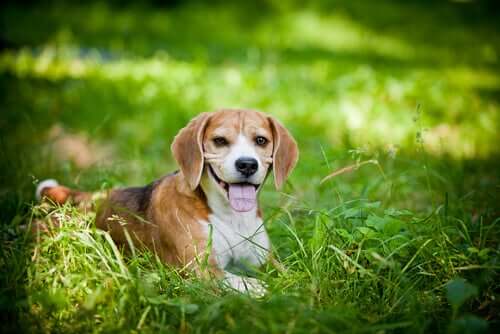 Dog breeds for hot climate.