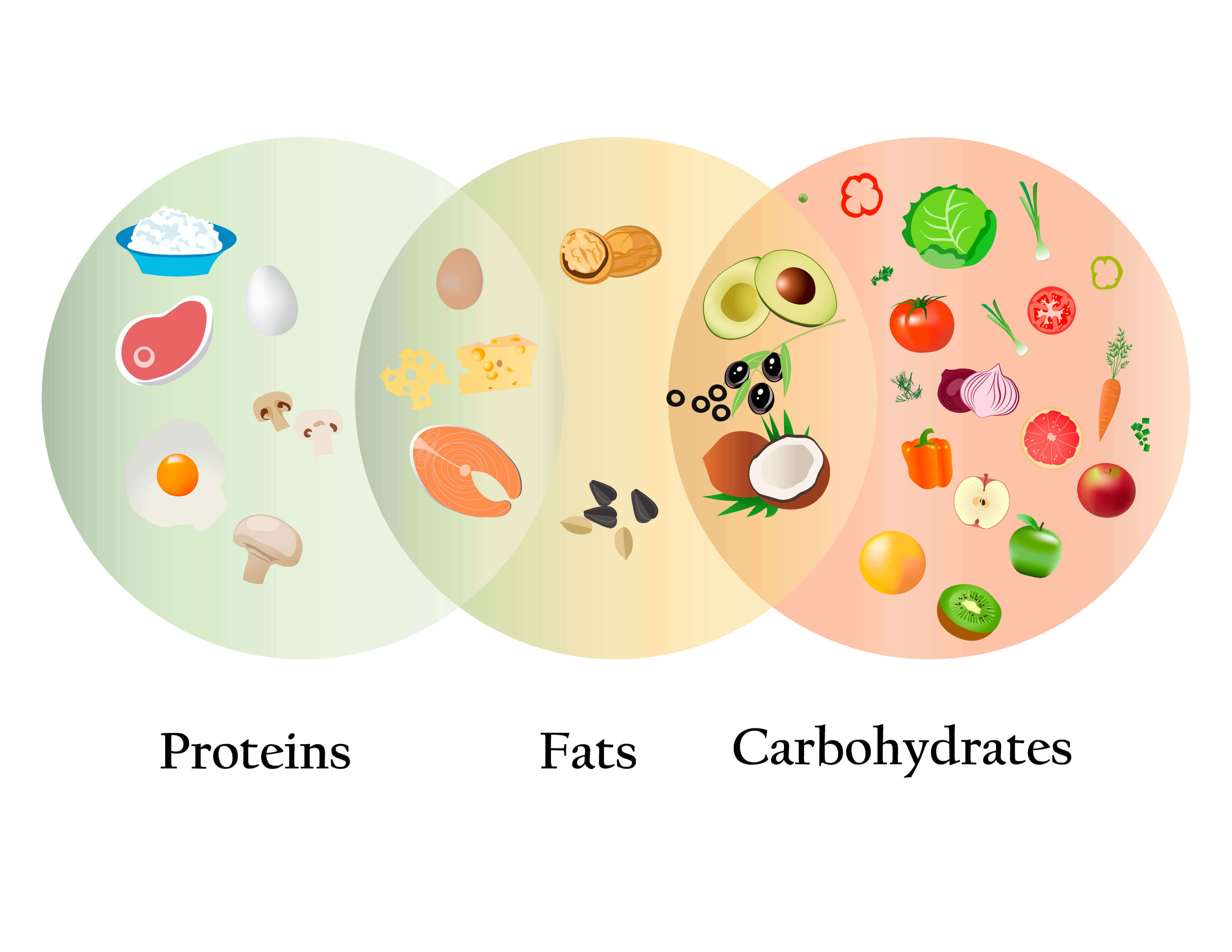 The essential components of dog food.