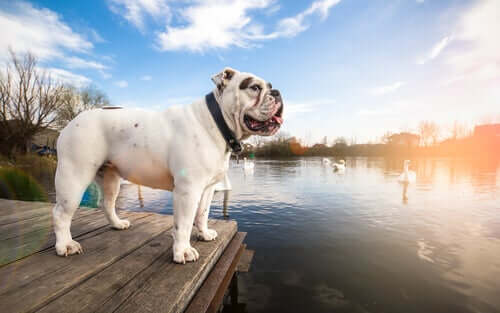 The Most Popular Dog Breeds in America