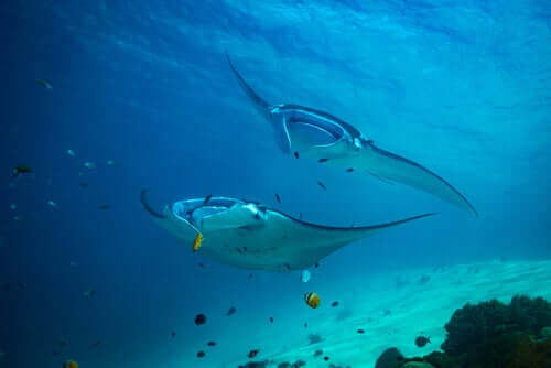Two manta rays swimming side by side.