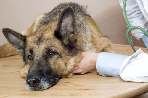 How to Detect The First Signs of Illness in Dogs