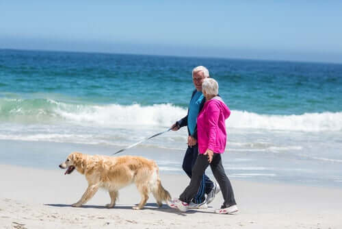 A couple walking a dog on the beach.