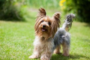 A Yorkshire Terrier in a garden.