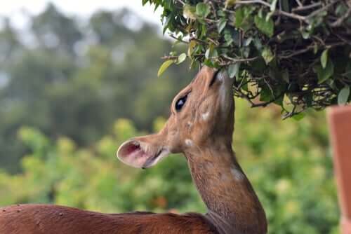 A deer eating.