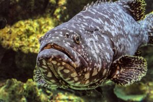 The Atlantic Goliath Grouper: Characteristics and Habitat