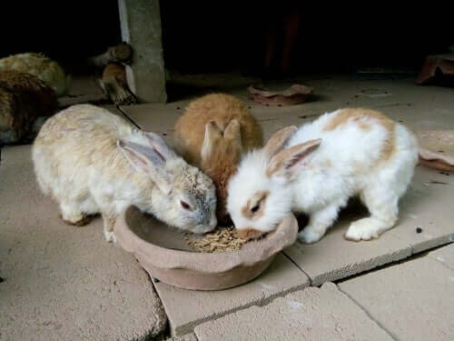 Obesity in Rabbits - Causes and Symptoms - My Animals