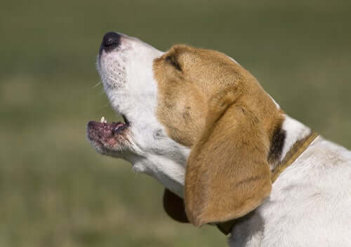 A beagle dog barking.