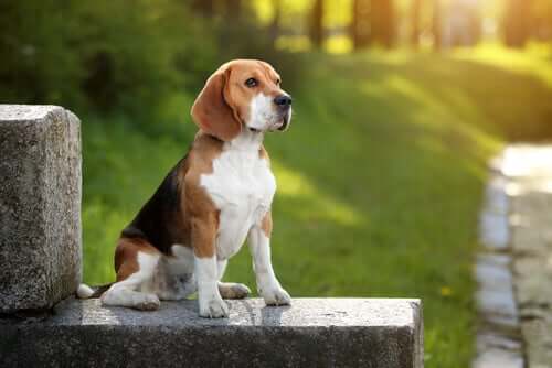 A beagle in a park.