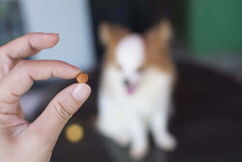 The benefits of omega-6 for dogs.