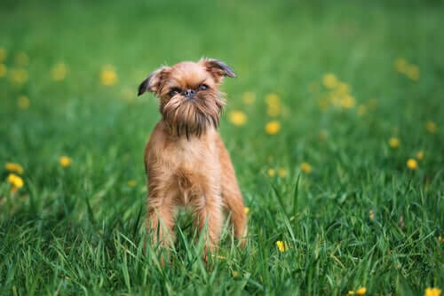A Brussels Griffon in a field.