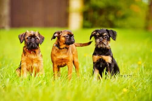 The Brussels Griffon: Small but with Plenty of Character
