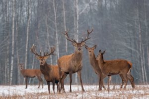 Deer herds in a forest.