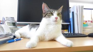 The Company that Adopted Cats to Relieve Stress
