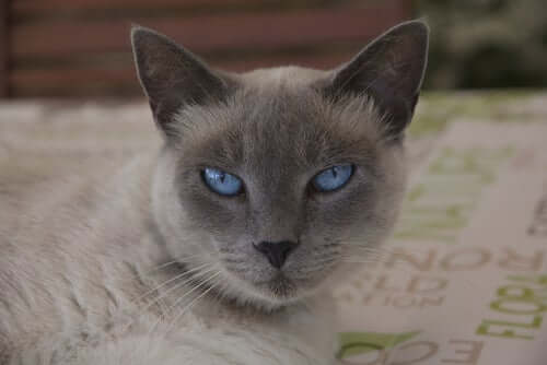 A cat sitting on a rug.