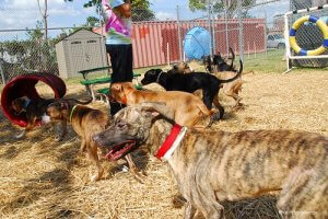 How to Choose the Best Dog Obedience School