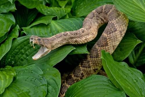 A rattlesnake in some leaves.