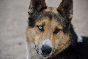 A dog with canine heterochromia.