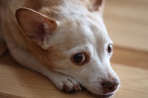 Do Allergy Tests for Dogs Exist?