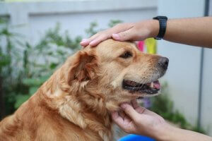 Genetic Disorders in Dogs