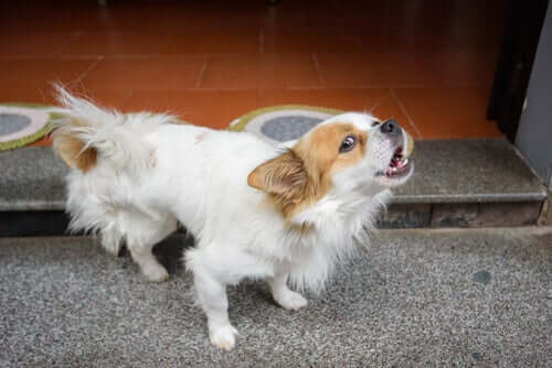 A dog barking on its front porch.