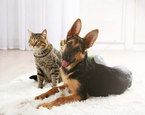 A dog and cat sitting together in a living room. 