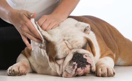 An owner cleaning their dog's ears.