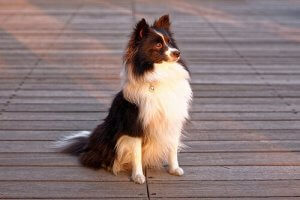 Dandruff in Dogs: Causes and Treatment