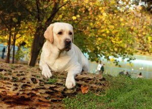 A Labrador in the park.