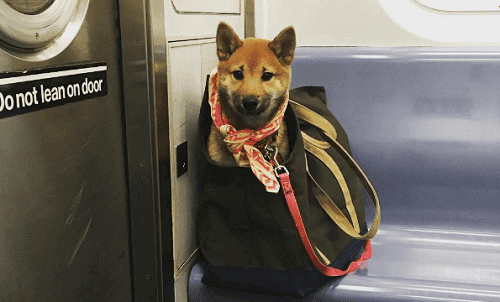 What Dog Owners Do to Take Their Dogs on the New York Subway