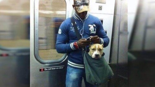 A dog and his owner in the subway.