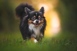 Insect Bites in Dogs: How to Protect Them