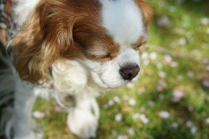 Cases of Dog Poisoning Are on the Rise