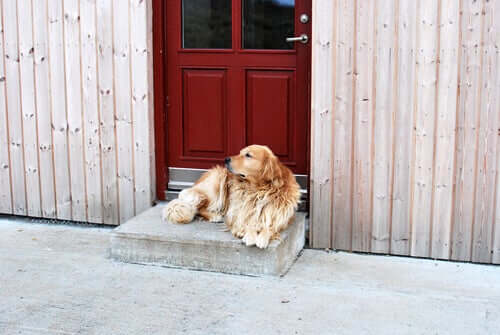 A dog in front of a boarding kennel.