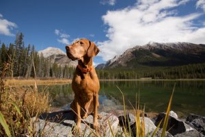 Learn All about a Dog's Sixth Sense